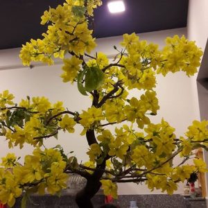 Mua bán cho thuê sỉ lẻ hoa mai tết 2018 tại Tphcm Hà Nội