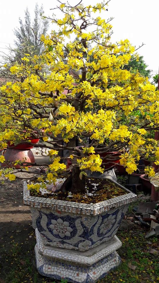 Mua bán cho thuê sỉ lẻ hoa mai tết 2018 tại Tphcm Hà Nội