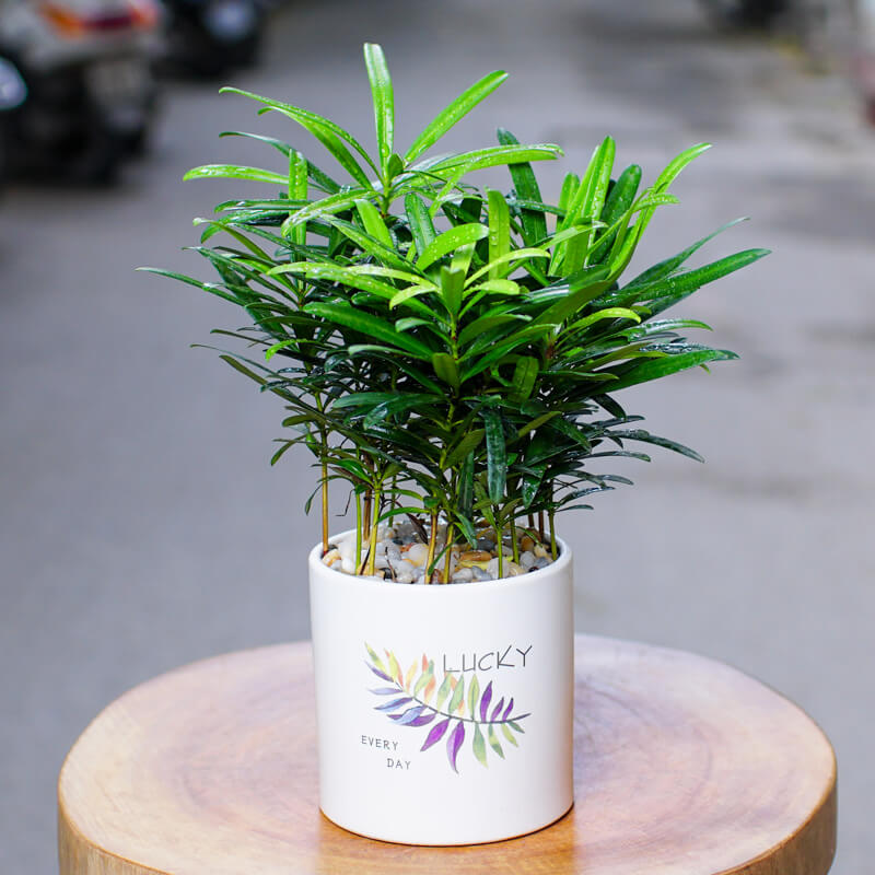 Vườn Mai Bonsai-Cổ Thụ Hà Ba Trận
