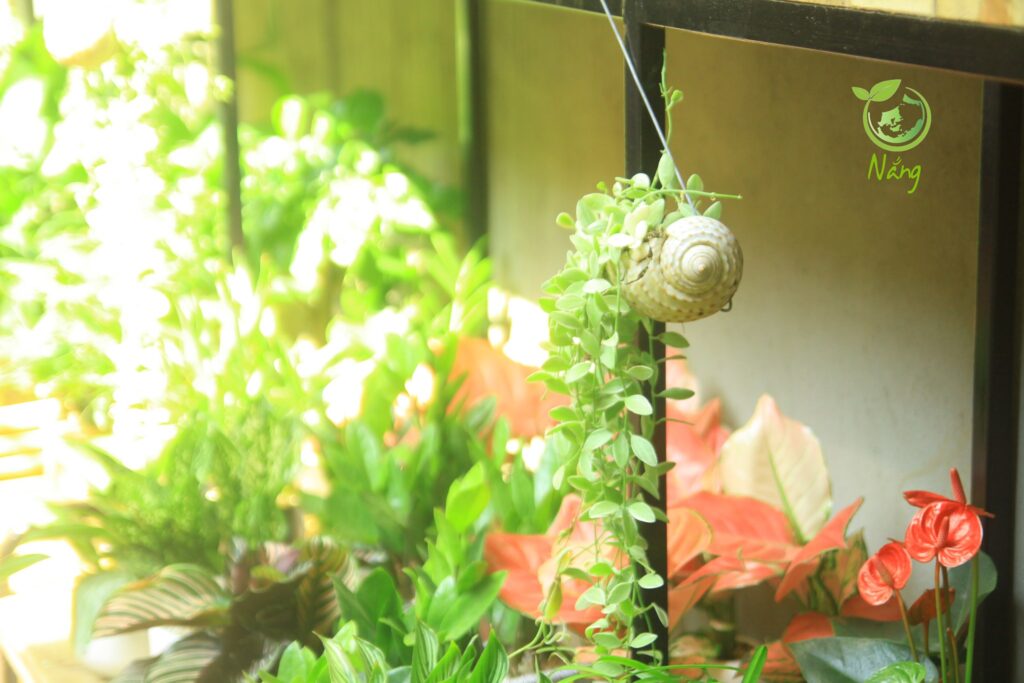 Vườn Mai Bonsai-Cổ Thụ Hà Ba Trận