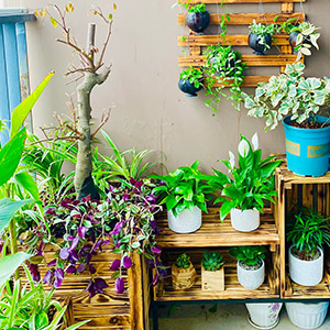 Vườn Mai Bonsai-Cổ Thụ Hà Ba Trận