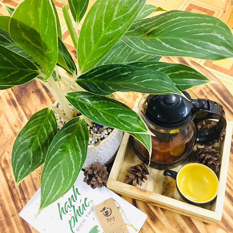 Vườn Mai Bonsai-Cổ Thụ Hà Ba Trận
