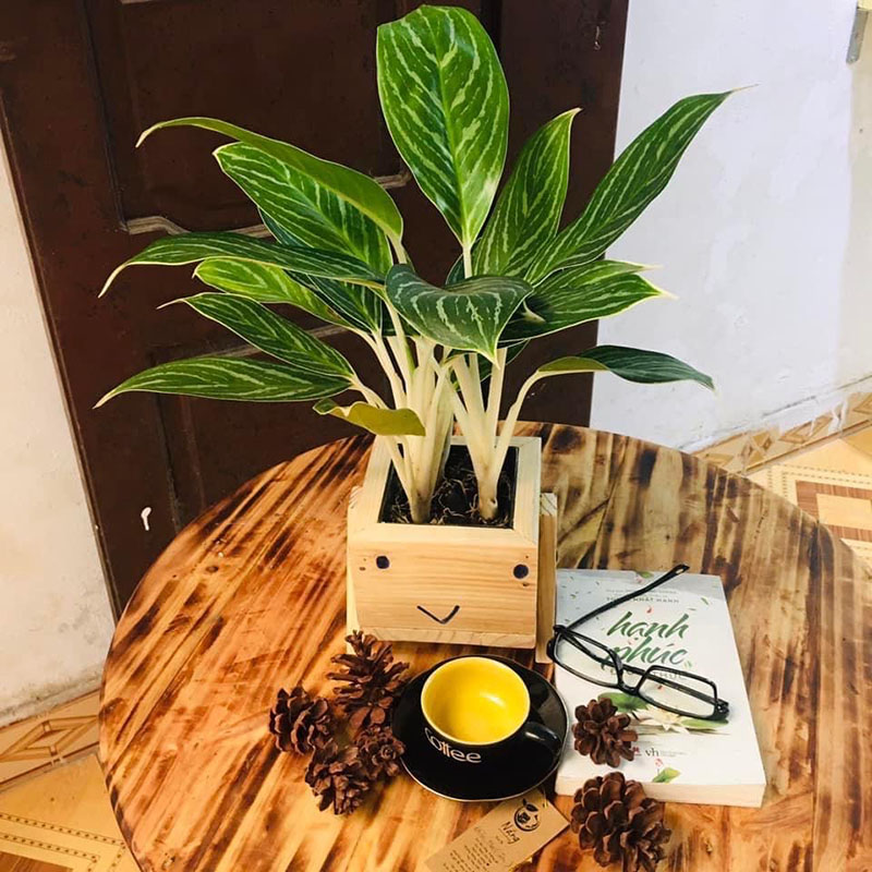 Vườn Mai Bonsai-Cổ Thụ Hà Ba Trận