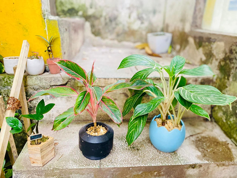 Vườn Mai Bonsai-Cổ Thụ Hà Ba Trận