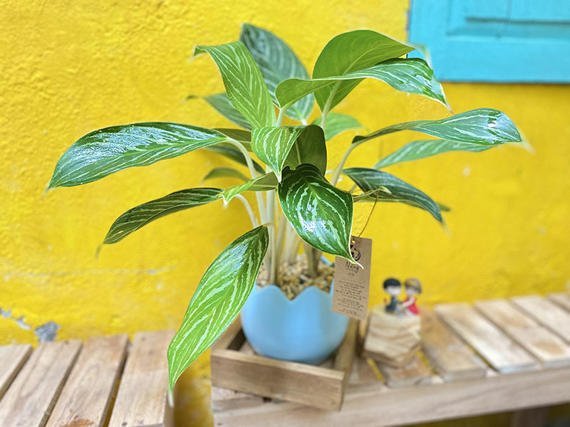 Vườn Mai Bonsai-Cổ Thụ Hà Ba Trận