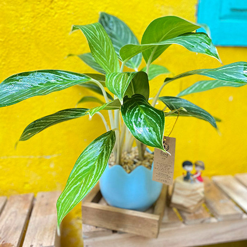 Vườn Mai Bonsai-Cổ Thụ Hà Ba Trận