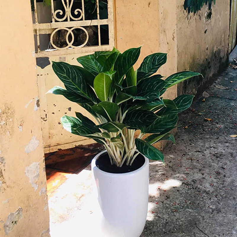 Vườn Mai Bonsai-Cổ Thụ Hà Ba Trận