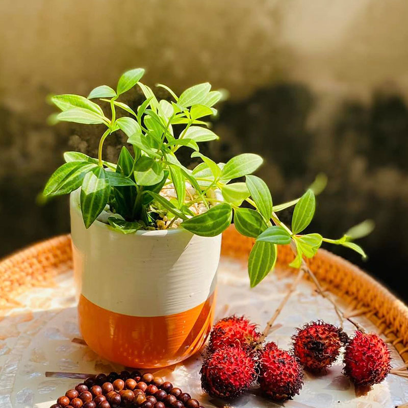 Vườn Mai Bonsai-Cổ Thụ Hà Ba Trận