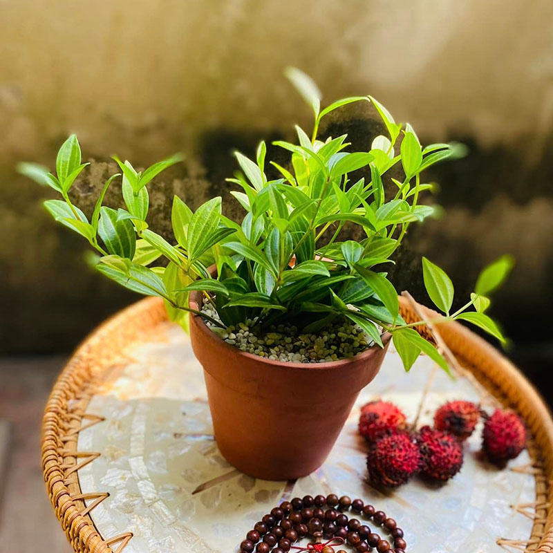 Vườn Mai Bonsai-Cổ Thụ Hà Ba Trận