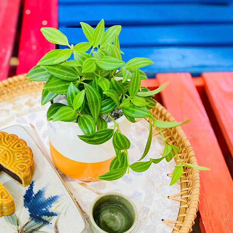 Vườn Mai Bonsai-Cổ Thụ Hà Ba Trận