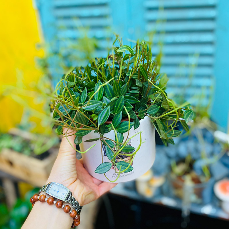 Vườn Mai Bonsai-Cổ Thụ Hà Ba Trận