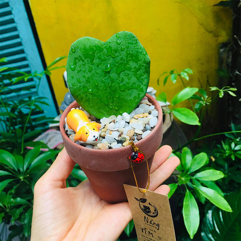 Vườn Mai Bonsai-Cổ Thụ Hà Ba Trận