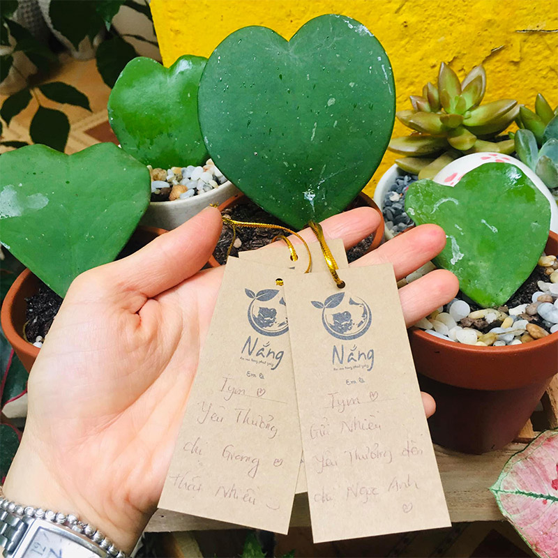 Vườn Mai Bonsai-Cổ Thụ Hà Ba Trận