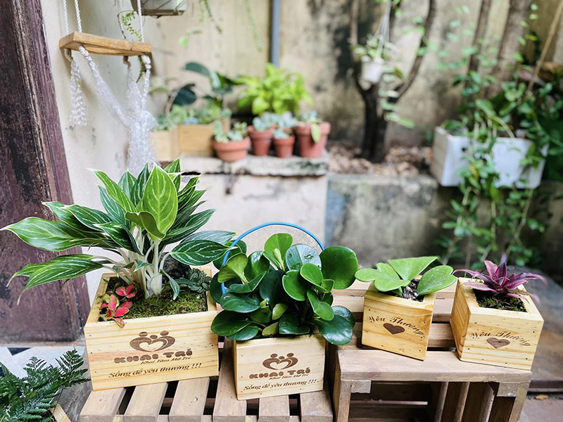 Vườn Mai Bonsai-Cổ Thụ Hà Ba Trận