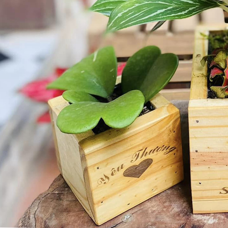Vườn Mai Bonsai-Cổ Thụ Hà Ba Trận