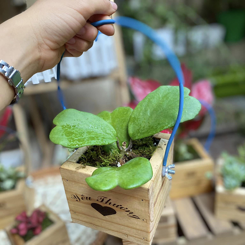 Vườn Mai Bonsai-Cổ Thụ Hà Ba Trận
