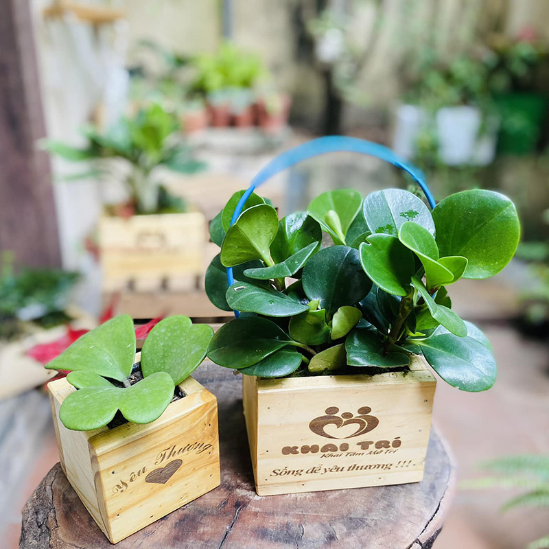 Vườn Mai Bonsai-Cổ Thụ Hà Ba Trận