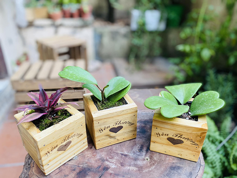 Vườn Mai Bonsai-Cổ Thụ Hà Ba Trận