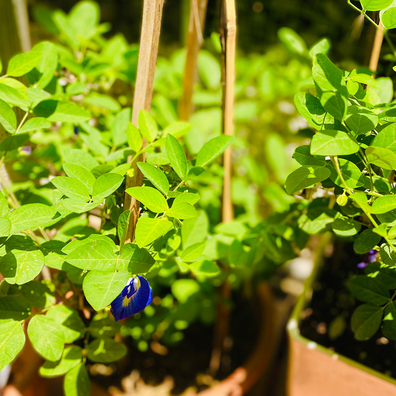 Vườn Mai Bonsai-Cổ Thụ Hà Ba Trận