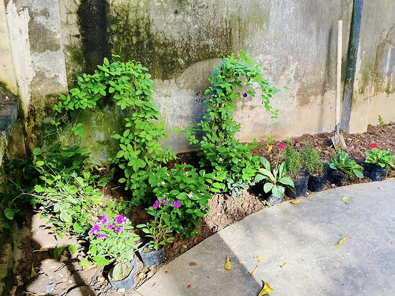 Vườn Mai Bonsai-Cổ Thụ Hà Ba Trận