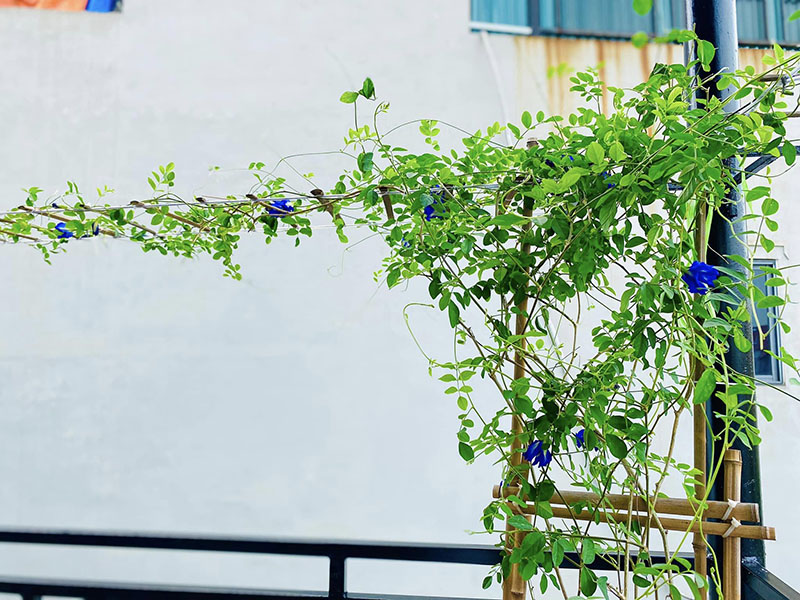 Vườn Mai Bonsai-Cổ Thụ Hà Ba Trận