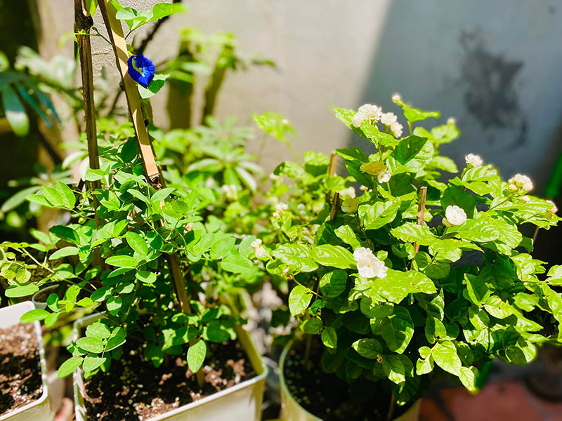 Vườn Mai Bonsai-Cổ Thụ Hà Ba Trận