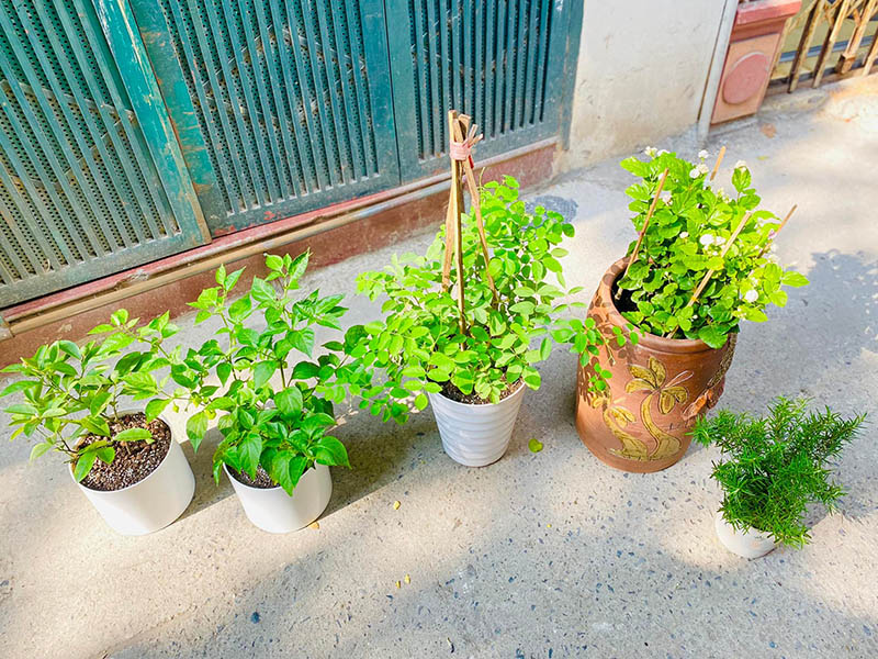 Vườn Mai Bonsai-Cổ Thụ Hà Ba Trận