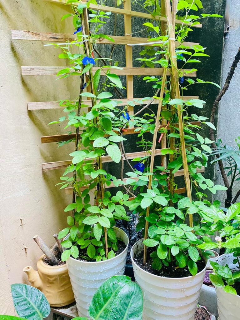 Vườn Mai Bonsai-Cổ Thụ Hà Ba Trận