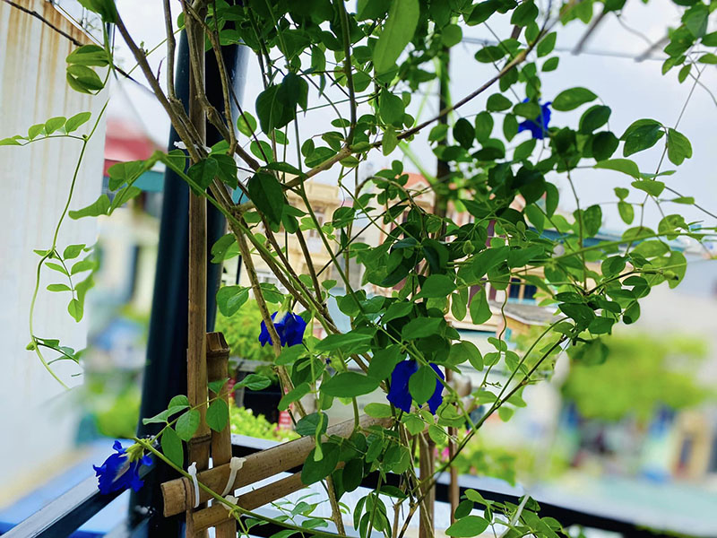 Vườn Mai Bonsai-Cổ Thụ Hà Ba Trận