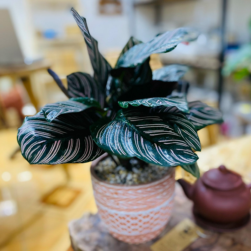 Vườn Mai Bonsai-Cổ Thụ Hà Ba Trận