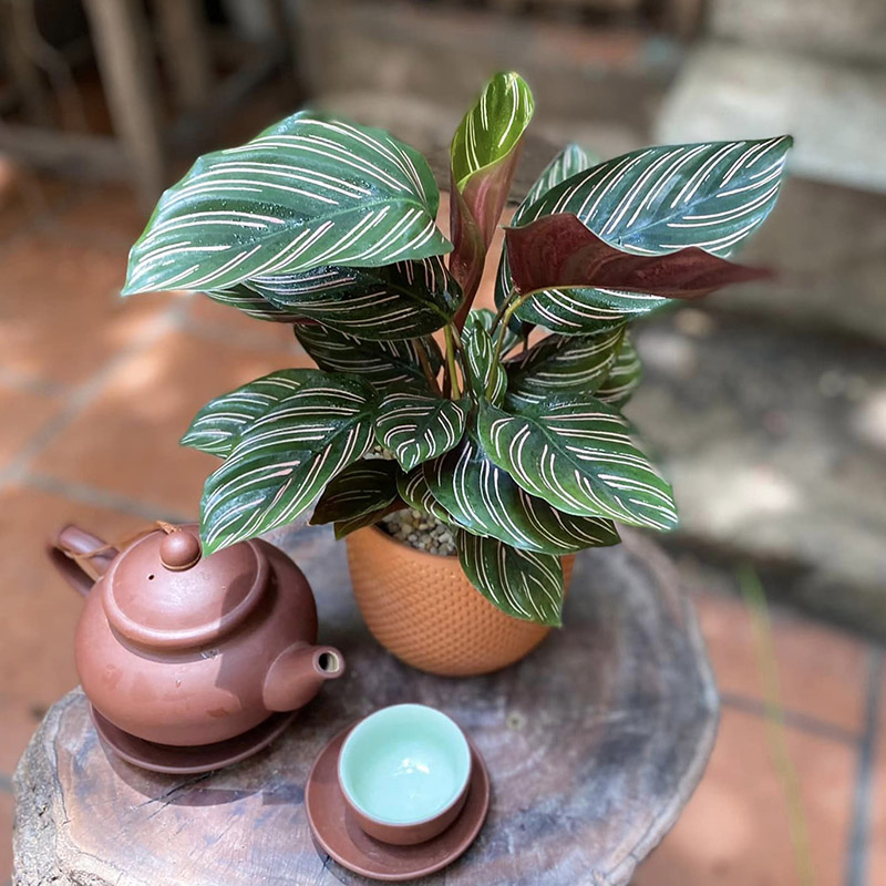 Vườn Mai Bonsai-Cổ Thụ Hà Ba Trận