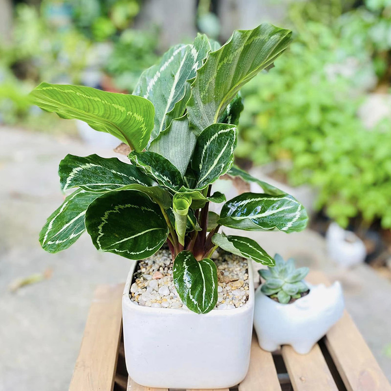 Vườn Mai Bonsai-Cổ Thụ Hà Ba Trận