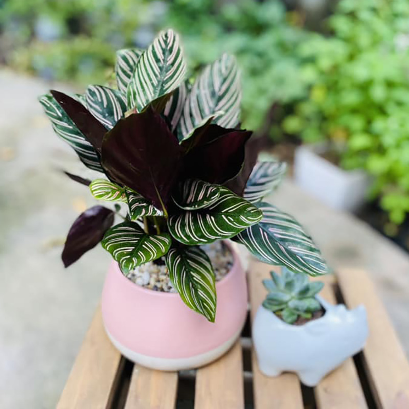 Vườn Mai Bonsai-Cổ Thụ Hà Ba Trận