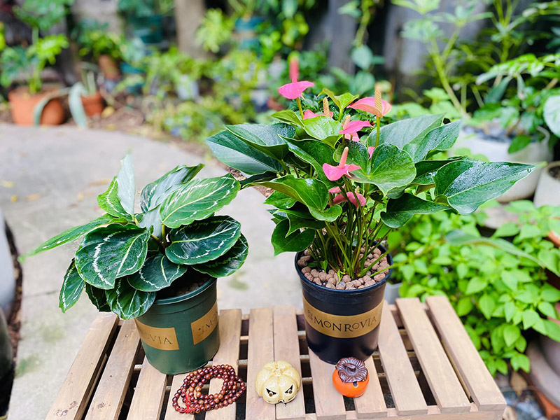 Vườn Mai Bonsai-Cổ Thụ Hà Ba Trận