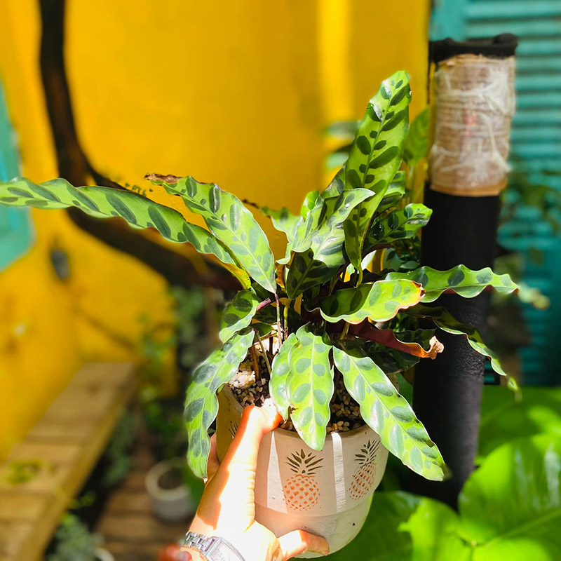 Vườn Mai Bonsai-Cổ Thụ Hà Ba Trận
