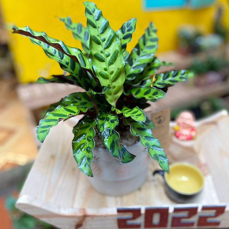 Vườn Mai Bonsai-Cổ Thụ Hà Ba Trận