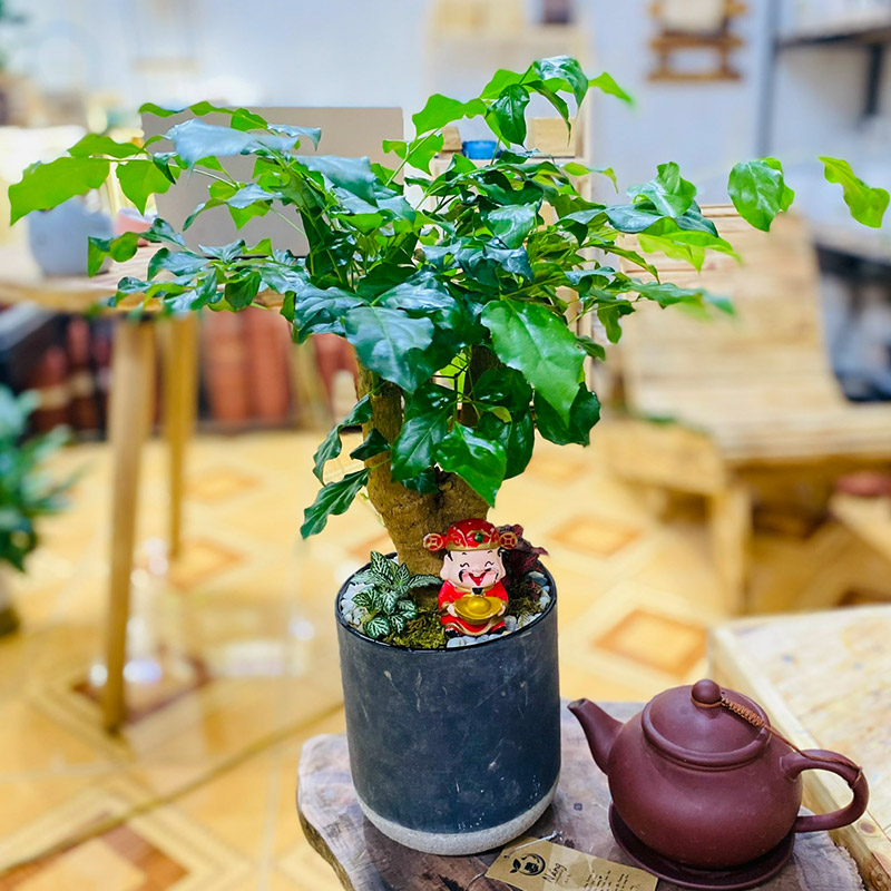Vườn Mai Bonsai-Cổ Thụ Hà Ba Trận