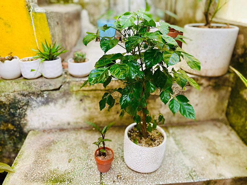 Vườn Mai Bonsai-Cổ Thụ Hà Ba Trận