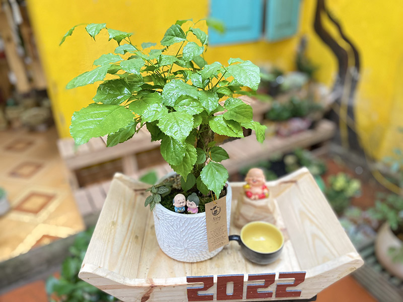 Vườn Mai Bonsai-Cổ Thụ Hà Ba Trận