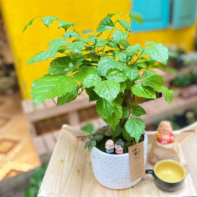 Vườn Mai Bonsai-Cổ Thụ Hà Ba Trận