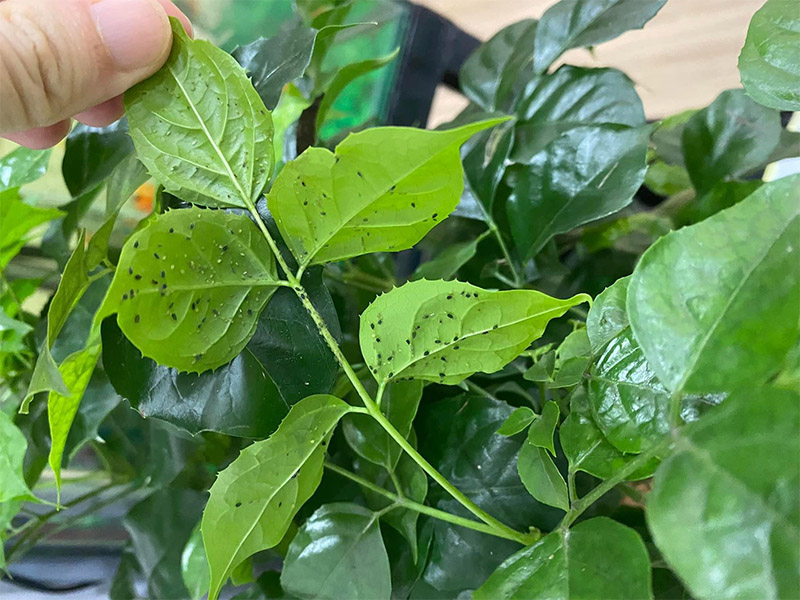 Vườn Mai Bonsai-Cổ Thụ Hà Ba Trận