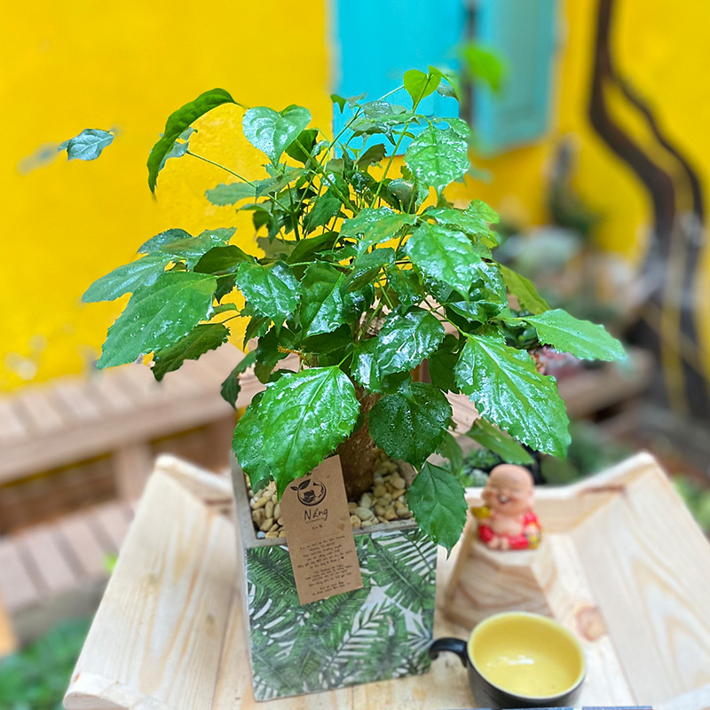 Vườn Mai Bonsai-Cổ Thụ Hà Ba Trận