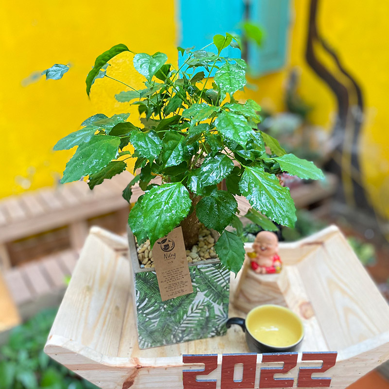 Vườn Mai Bonsai-Cổ Thụ Hà Ba Trận