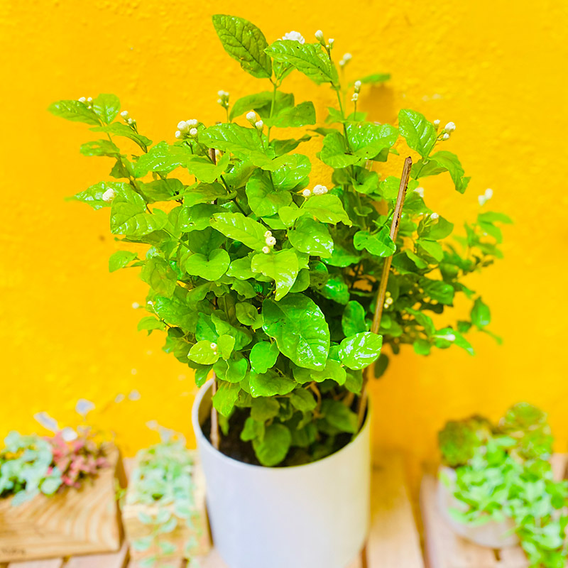 Vườn Mai Bonsai-Cổ Thụ Hà Ba Trận