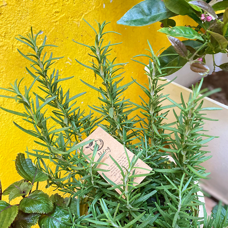 Vườn Mai Bonsai-Cổ Thụ Hà Ba Trận
