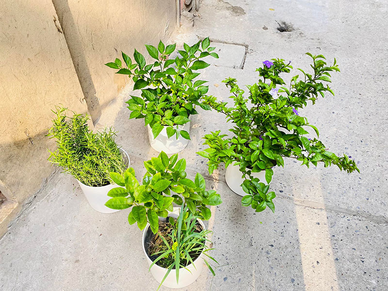 Vườn Mai Bonsai-Cổ Thụ Hà Ba Trận