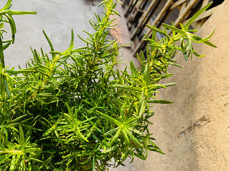 Vườn Mai Bonsai-Cổ Thụ Hà Ba Trận