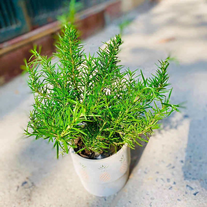 Vườn Mai Bonsai-Cổ Thụ Hà Ba Trận