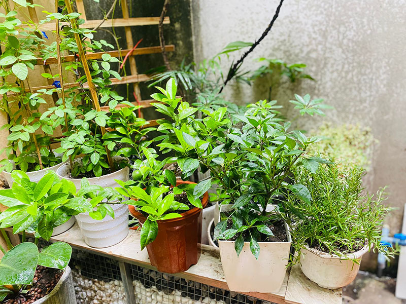 Vườn Mai Bonsai-Cổ Thụ Hà Ba Trận