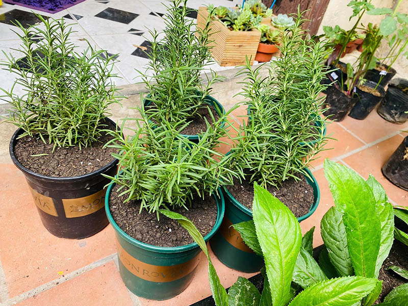 Vườn Mai Bonsai-Cổ Thụ Hà Ba Trận